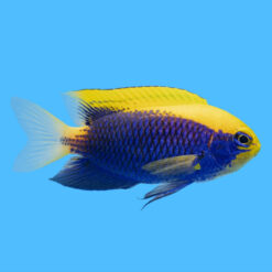 Starcki 2.5 inches