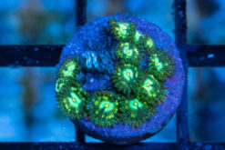 Zoa, Emerald Nightmare 0.75 inches