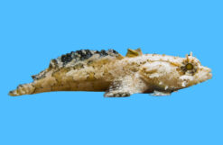 Toadfish, Colored 2.75 inches