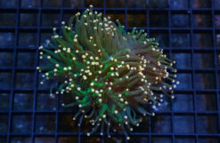 Acanthastrea Ultra Color 2 inches