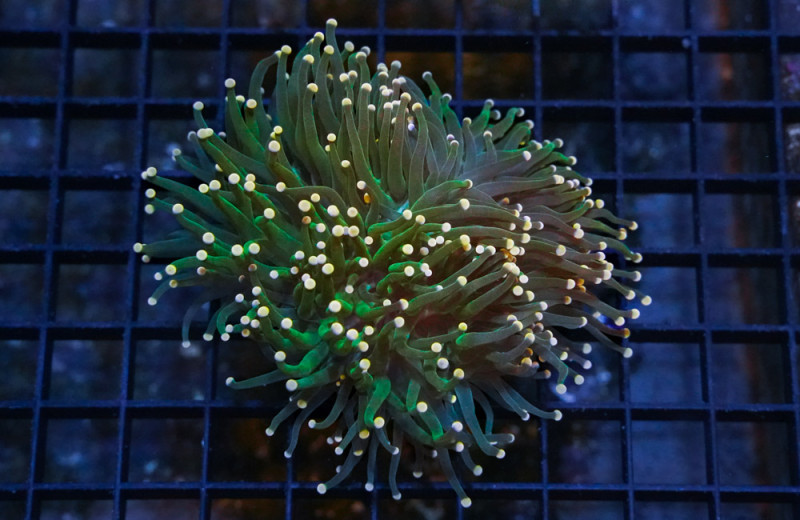 Acanthastrea Ultra Color 2 inches