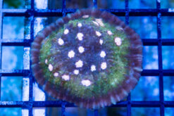 Chalice Ultra Color 2.25 inches