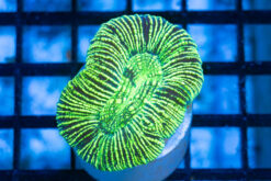 Brain Crater Ultra Color 2 inches