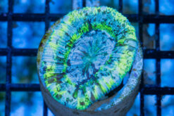 Brain Crater Ultra Color 2 inches
