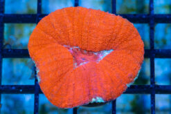 Brain Lobophyllia Ultra 2 inches