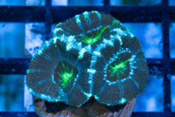 Brain Crater Ultra Color 2 inches