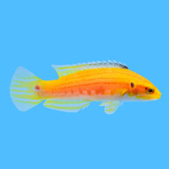 Two-Spot Slender 2 inches