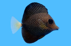 Gem 2.75 inches
