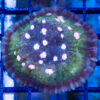 Chalice Ultra Color 2.25 inches