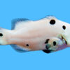 Ocellaris, Storm Super, QM Labs 1.75 inches