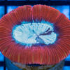 Brain Crater Ultra Color 2 inches