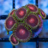 Zoa, Lucky Kentucky 0.75 inches