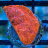 Chalice Ultra Color 1 inches